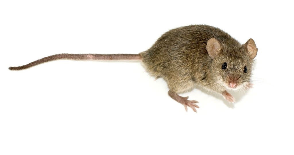 Pest Control | 146 Boom Rd, Maple, ON L6A 3X9, Canada | Phone: (416) 520-8575