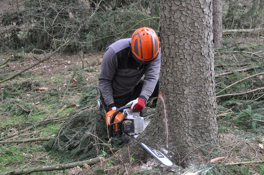 Belleville Tree Care | 80 Poplar St, Belleville, ON K8P 4J4, Canada | Phone: (343) 312-5535