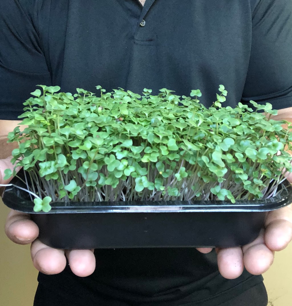 Magic Rabbit Microgreens | 2678 County Rd 12, Essex, ON N8M 2X6, Canada | Phone: (519) 999-1112