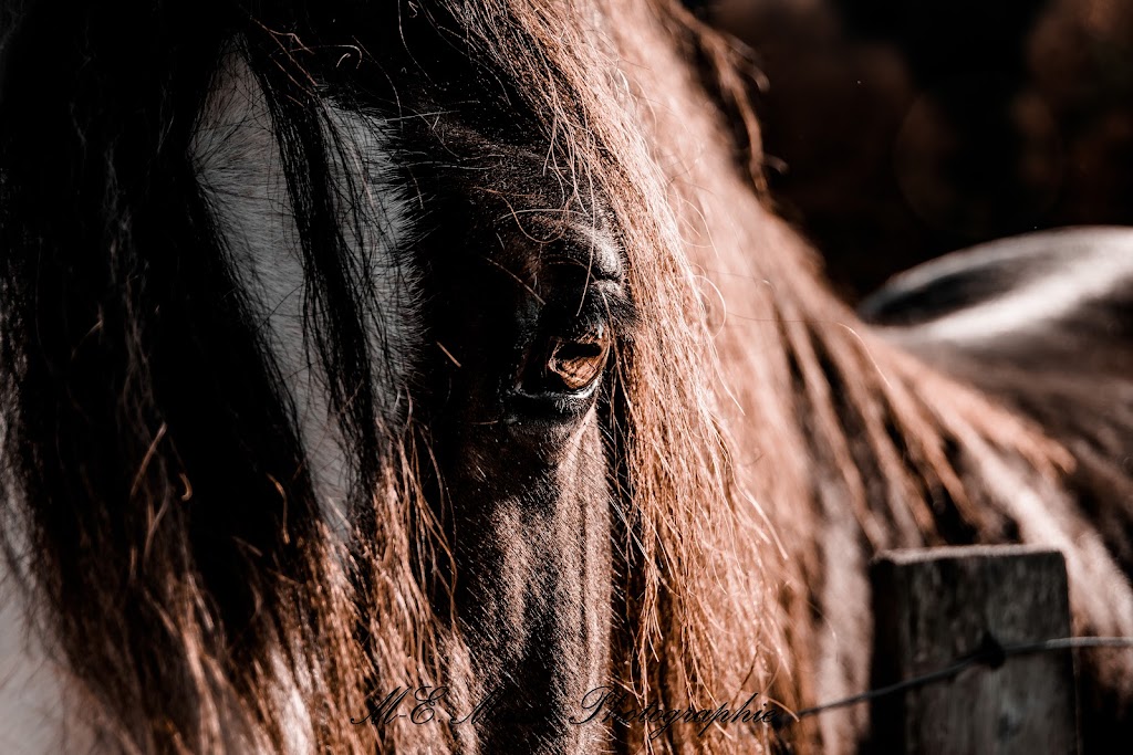 M-e.masse photographie | 44 Rue Gass, Sainte-Marcelline-de-Kildare, QC J0K 2Y0, Canada | Phone: (450) 559-5915