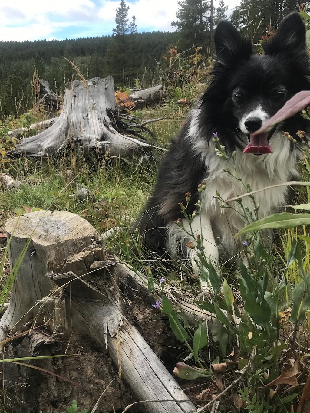 Dogs Of Valhalla | 3707 Kerrydale Rd SW, Calgary, AB T3E 4T3, Canada | Phone: (403) 619-4646