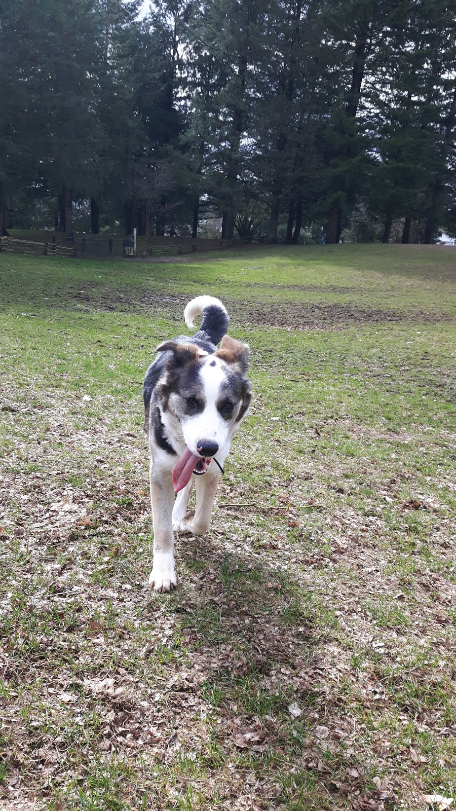 Dog Park | 33097 14 Ave, Mission, BC V2V 2P4, Canada