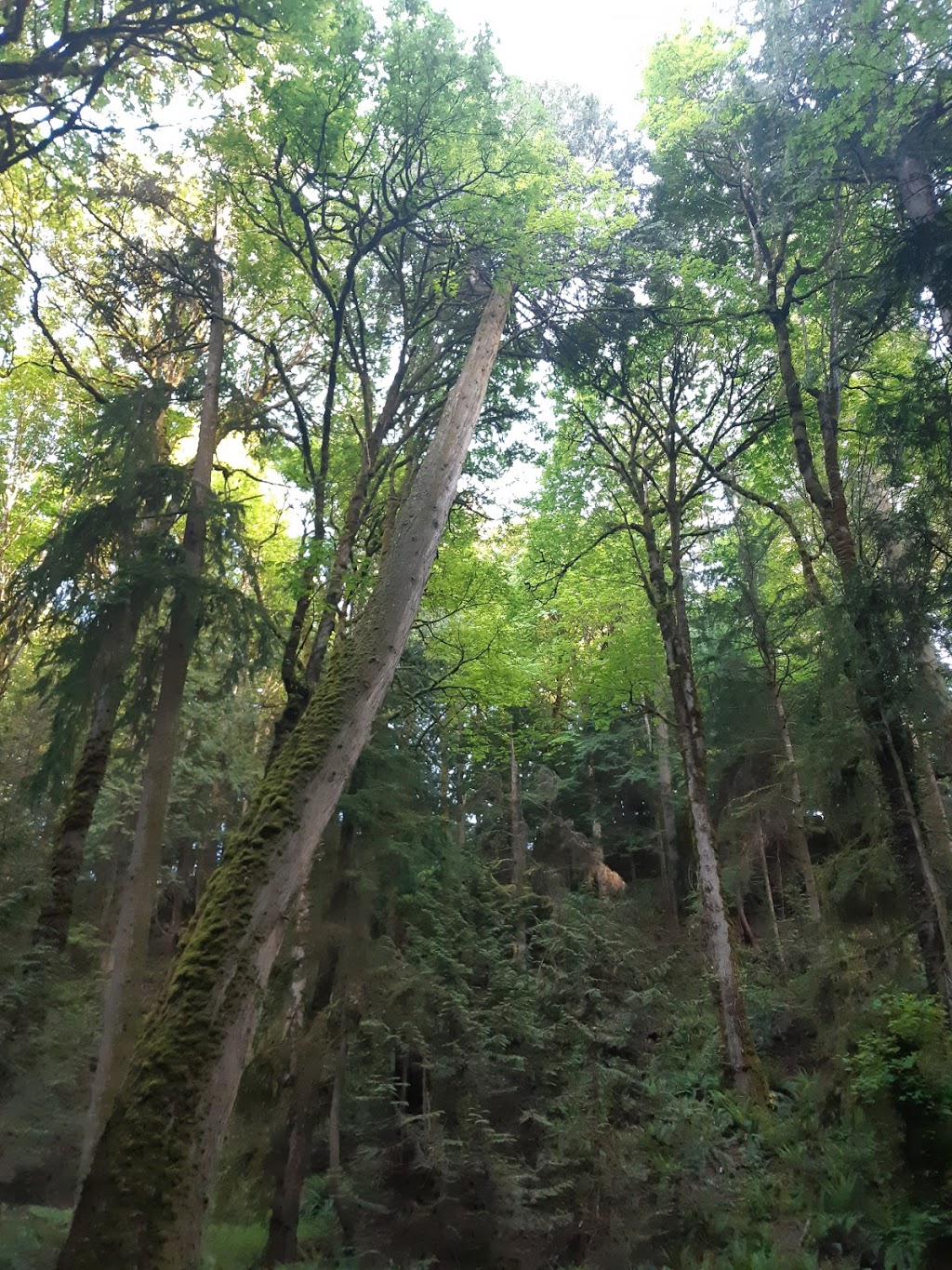Doumac Park | Doumac Ave, Victoria, BC V8Y 2C4, Canada