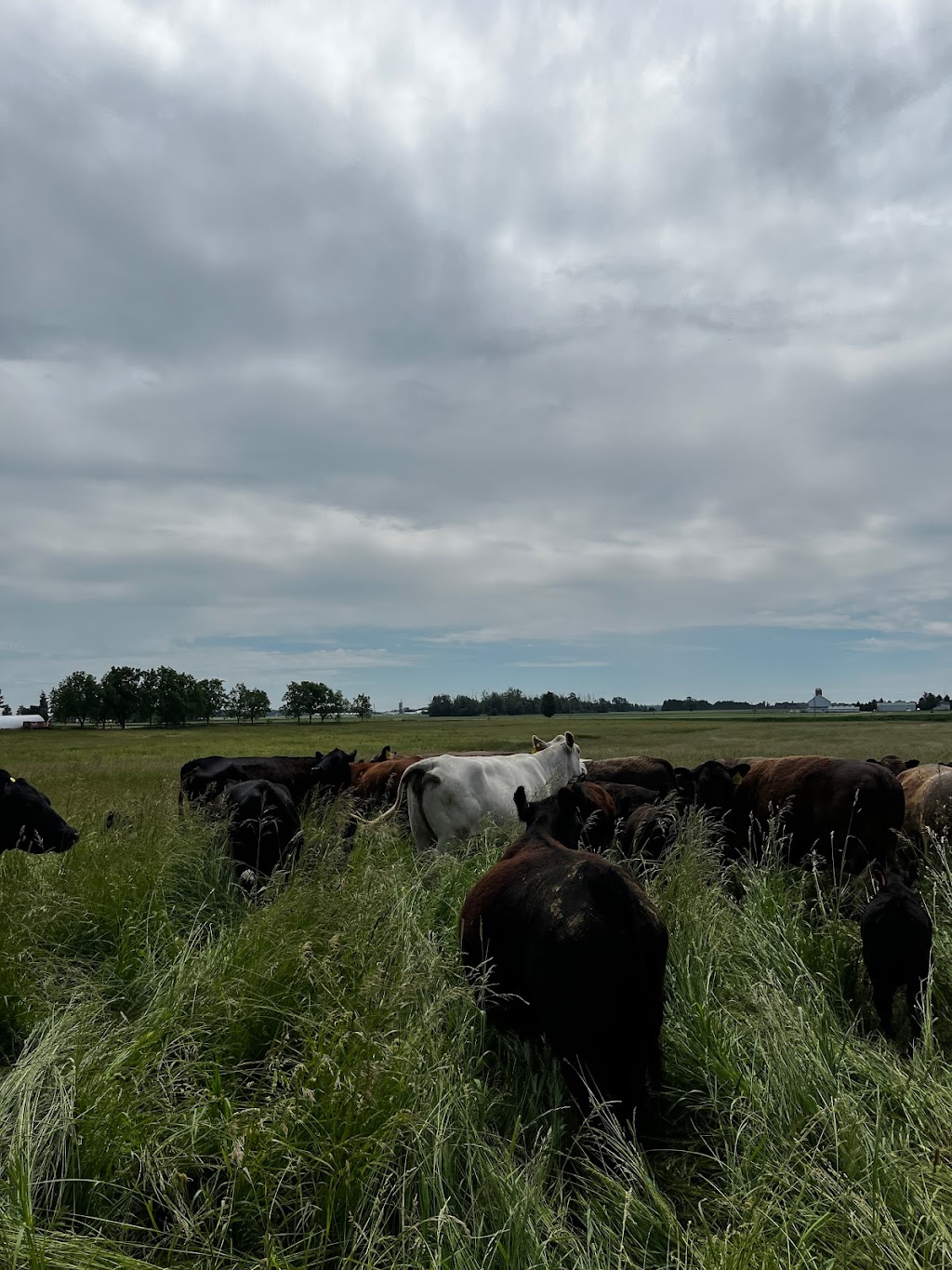 St. Isidore Ranch | #5148, Gads Hill, ON N0K 1J0, Canada | Phone: (519) 703-6780