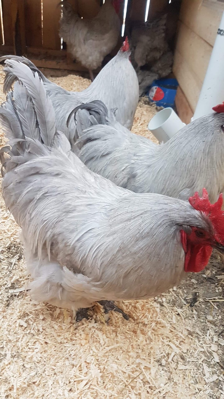 Belding Hill Farms | 404 Ravine Rd, Norton, NB E5N 7S9, Canada | Phone: (506) 832-3752