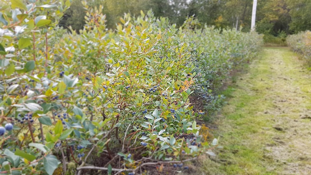 Blueberry Acres | 1225 Middle Dyke Rd, Centreville, NS B0P 1J0, Canada | Phone: (902) 582-1482