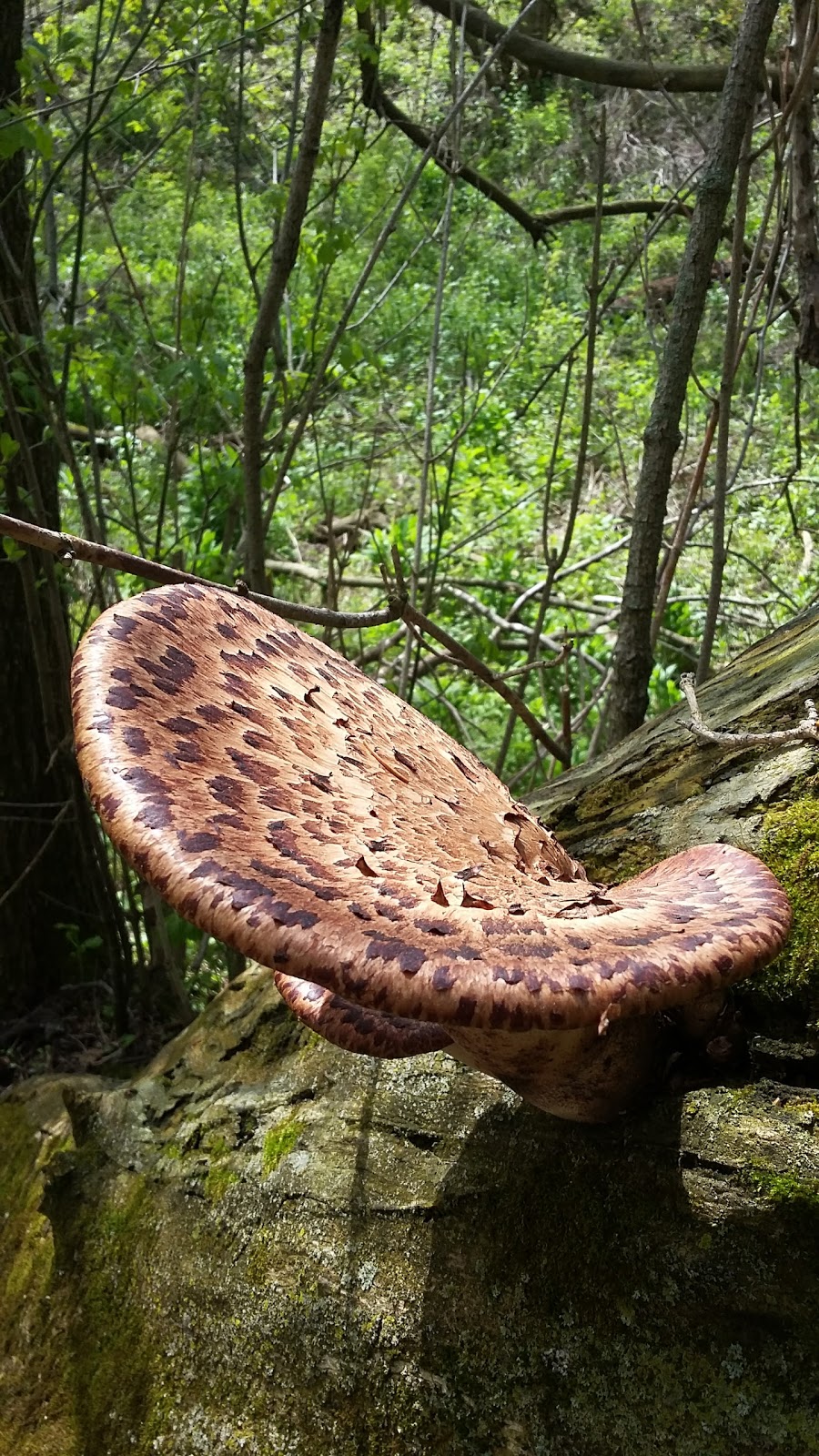Mount Pleasant Nature Park | 755 Mt Pleasant Rd, Mount Pleasant, ON N0E 1K0, Canada