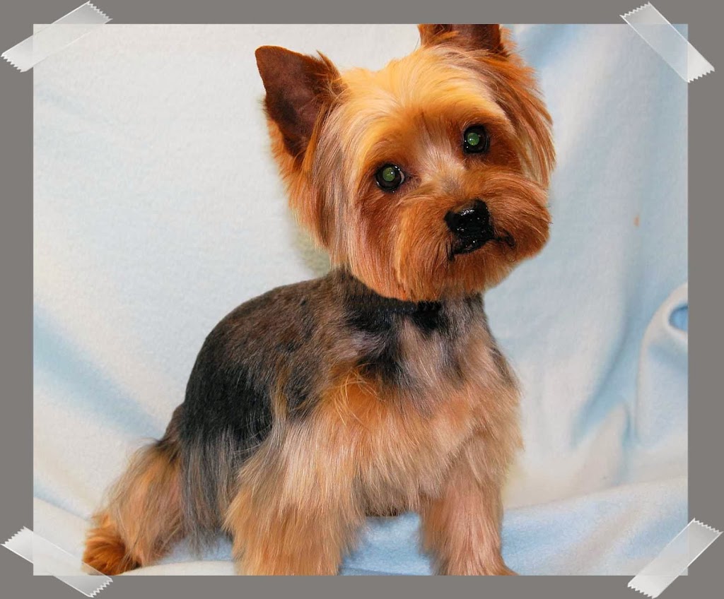 Pizzazz Pups | Silver St, Saint Anns, ON L0R 1Y0, Canada | Phone: (905) 386-0904