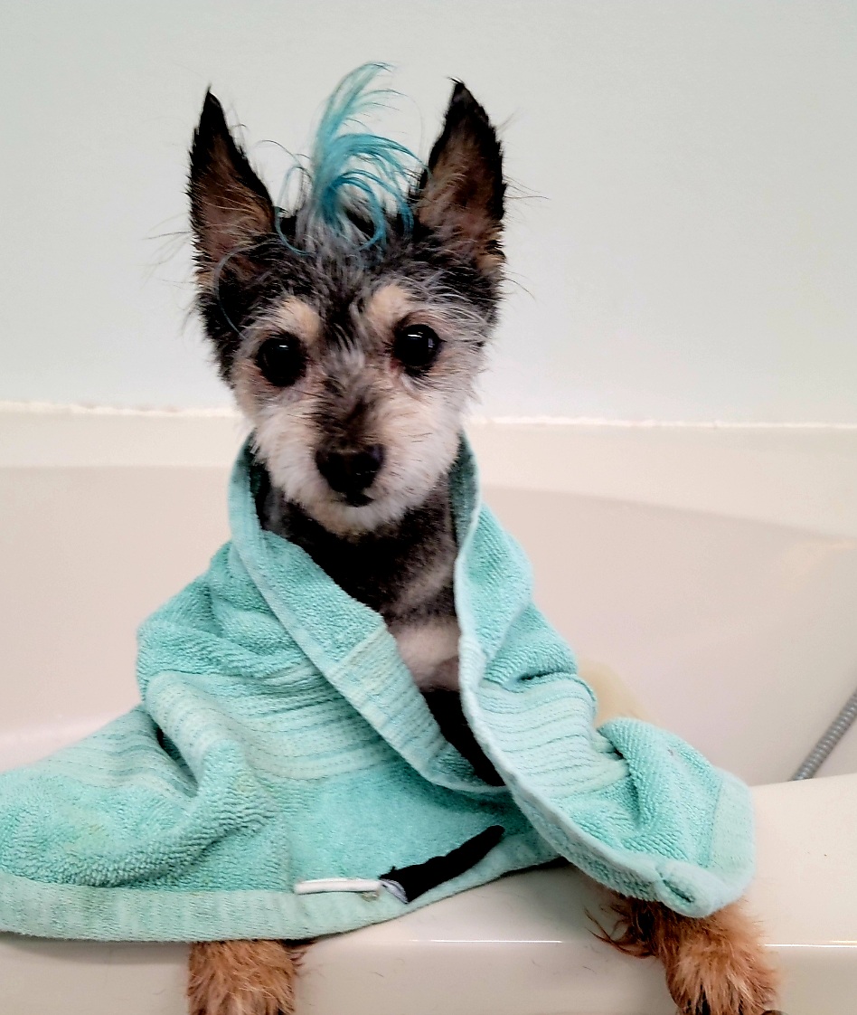 Knotty Dogs Grooming | 30 Roberts St, Ladysmith, BC V9G 1A2, Canada | Phone: (250) 619-0009