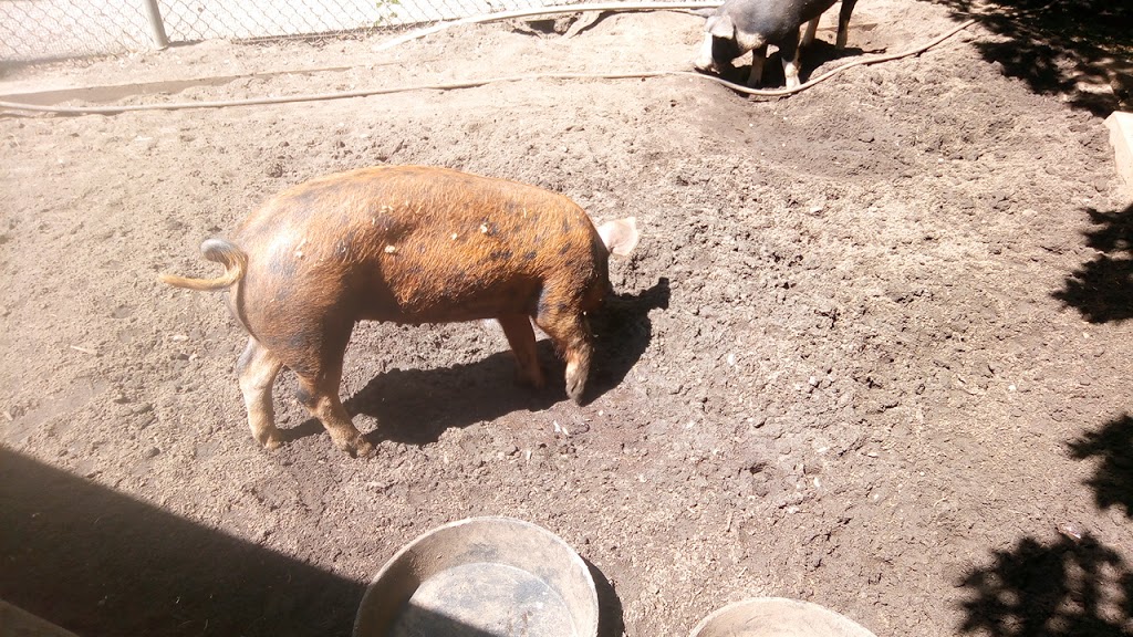 Queens Park petting farm | Unnamed Road, New Westminster, BC V3L, Canada, Canada | Phone: (604) 777-5111