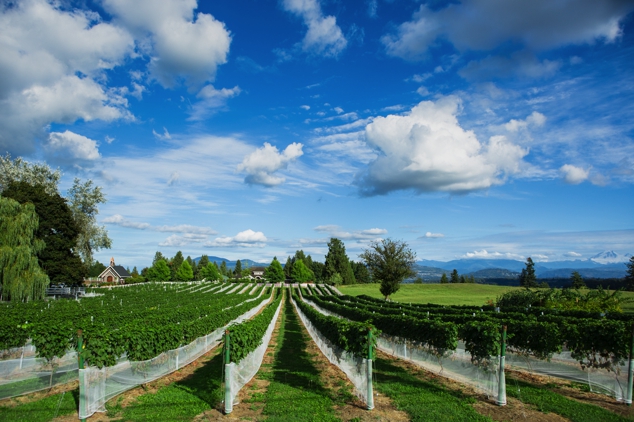 Seaside Pearl Winery | 5290 Olund Rd, Abbotsford, BC V4X 1V6, Canada | Phone: (778) 856-1312