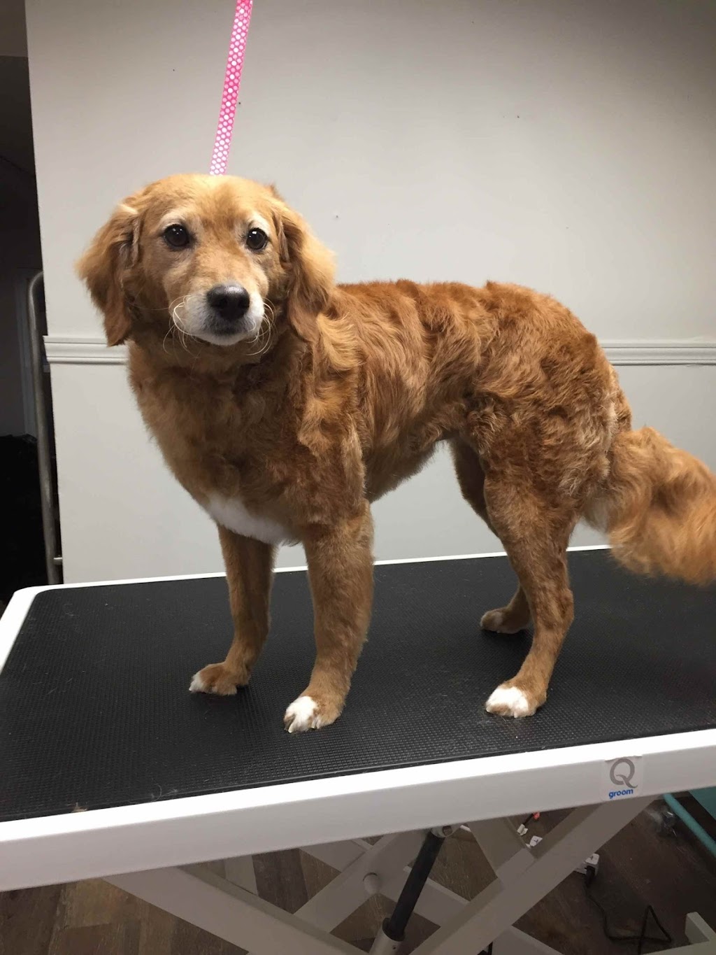 pampered Pups by jamie | 838 Development Dr, Kingston, ON K7M 5V7, Canada | Phone: (613) 983-3889