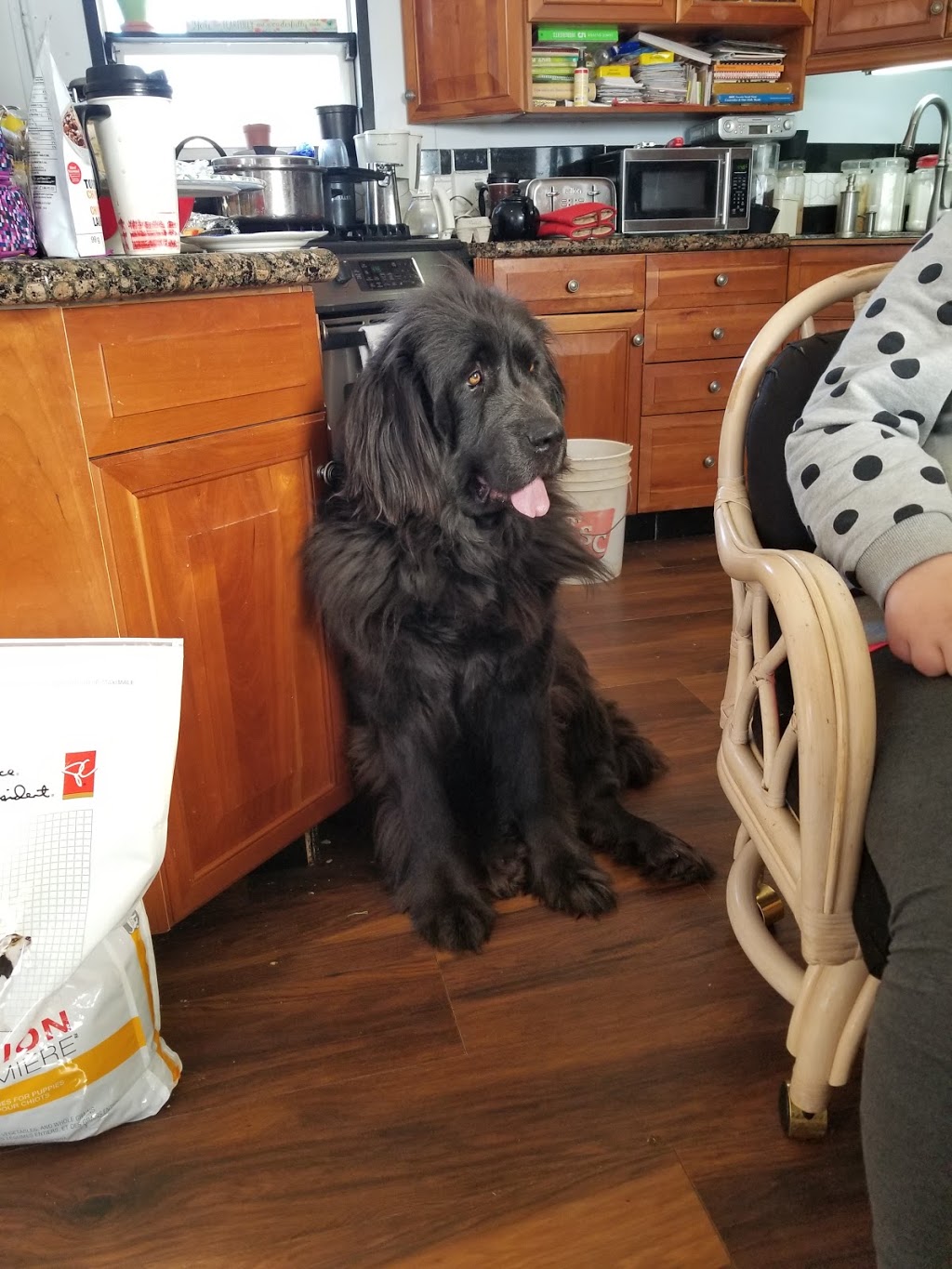Hunterhill Kennel | 83876 Southgate Township Rd 08, Mount Forest, ON N0G 2L0, Canada | Phone: (519) 261-1101