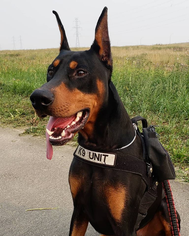 Calgary West Animal Hospital | 921 37 St SW, Calgary, AB T3C 1S4, Canada | Phone: (403) 246-8386