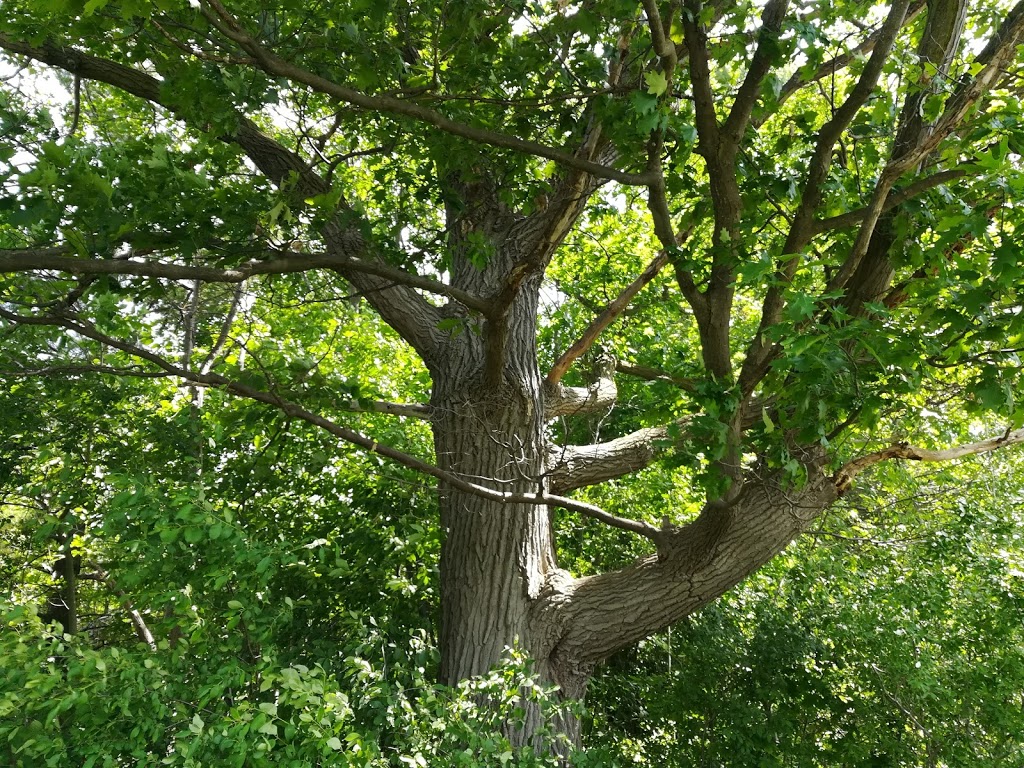 Fprest | 1A6, William Granger Greenway, Woodbridge, ON L4L 1A6, Canada