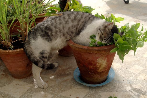 Catnip Cafe | 27306 Fraser Hwy, Aldergrove, BC V4W 3P8, Canada | Phone: (778) 808-7421