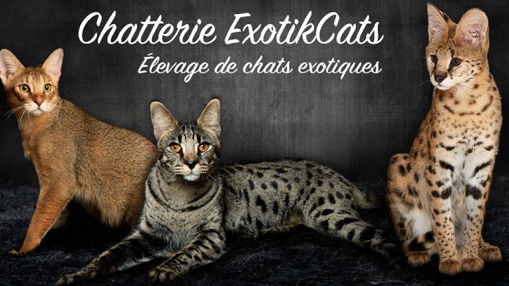 Chatterie ExotikCats | point of interest | 1062 8e Rang, Saint-Nérée, QC G0R 3V0, Canada | 5819918511 OR +1 581-991-8511