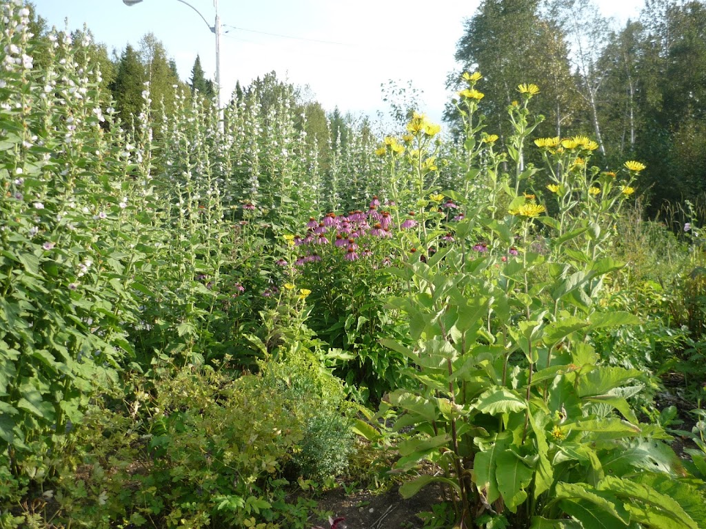 Marie-Claude Sagala, herboriste thérapeute | 239 Chem. des Loisirs, La Malbaie, QC G5A 3G1, Canada | Phone: (418) 665-2902