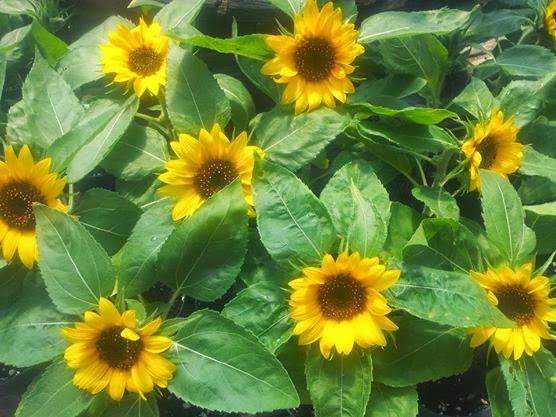 Belleisle Gardens Country Market | 931 Main St, Sussex, NB E4E 2M7, Canada | Phone: (506) 432-5811