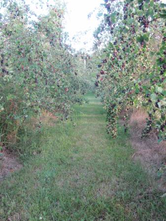 Xanadu Berry Farm | 23395 0 Ave, Langley, BC V2Z 2X3, Canada | Phone: (604) 533-3230