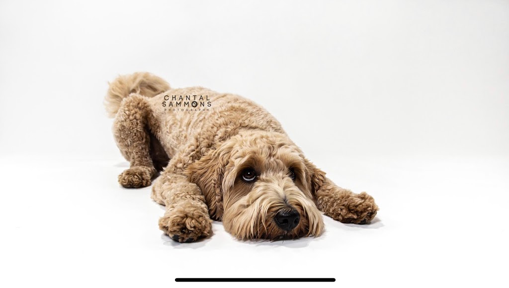 Chantal Sammons Pet Photography | 14 Westfield Dr, Whitby, ON L1P 0E7, Canada | Phone: (647) 269-1818