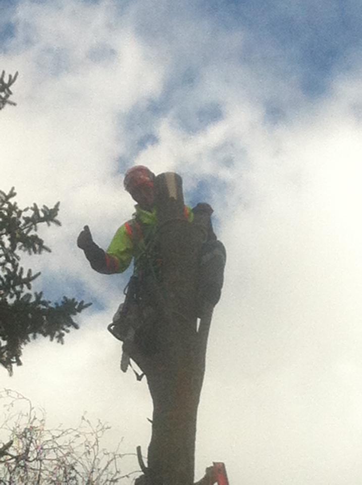Davez Tree Service | 45 Cedar St, Collingwood, ON L9Y 3A4, Canada | Phone: (705) 606-6860