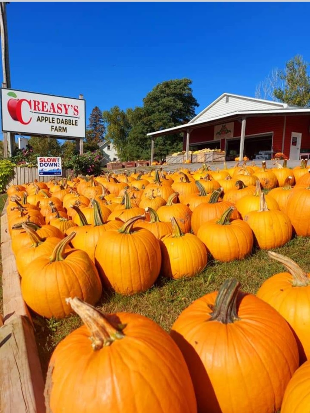 Creasys Apple Dabble Family Farm | 3091 County Rd 8, Prince Edward, ON K0K 2T0, Canada | Phone: (613) 476-5142