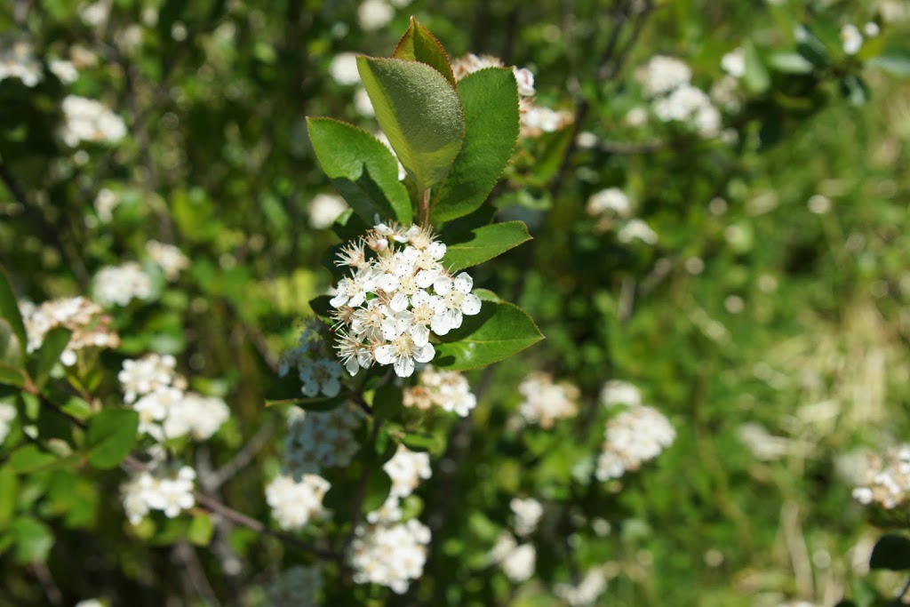 Aeviva Aronia Farms | 3684 Grenfel Rd, Springwater, ON L9X 1V4, Canada | Phone: (416) 805-0663