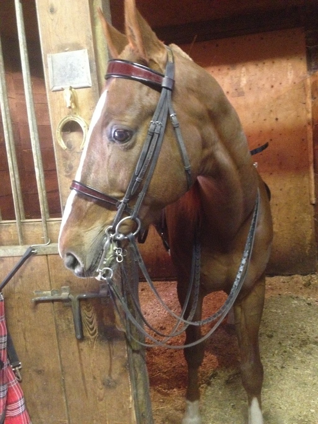 Nighswander Equestrian | 1675 St Johns Sideroad, Aurora, ON L4G 7C7, Canada | Phone: (905) 751-6771