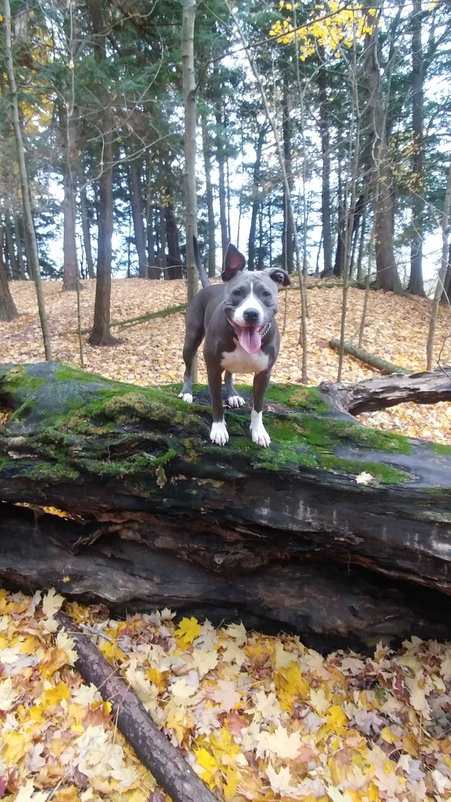 Pet Valu | 2377 Highway #2, Bowmanville, ON L1C 5A3, Canada | Phone: (905) 623-6613