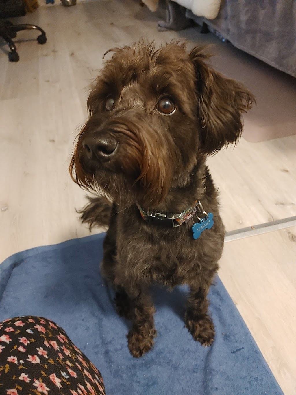 Country Paws Boarding | 1766 Wilton Grove Rd, London, ON N6N 1M8, Canada | Phone: (519) 644-1771