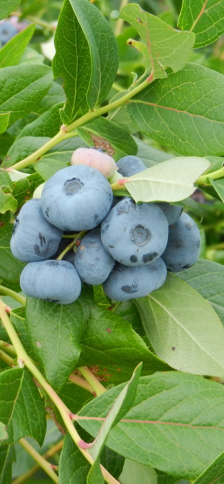 Bleuetière Bec Bleu | 4510 Chemin Orr, Cookshire-Eaton, QC J0B 1M0, Canada | Phone: (819) 861-2538