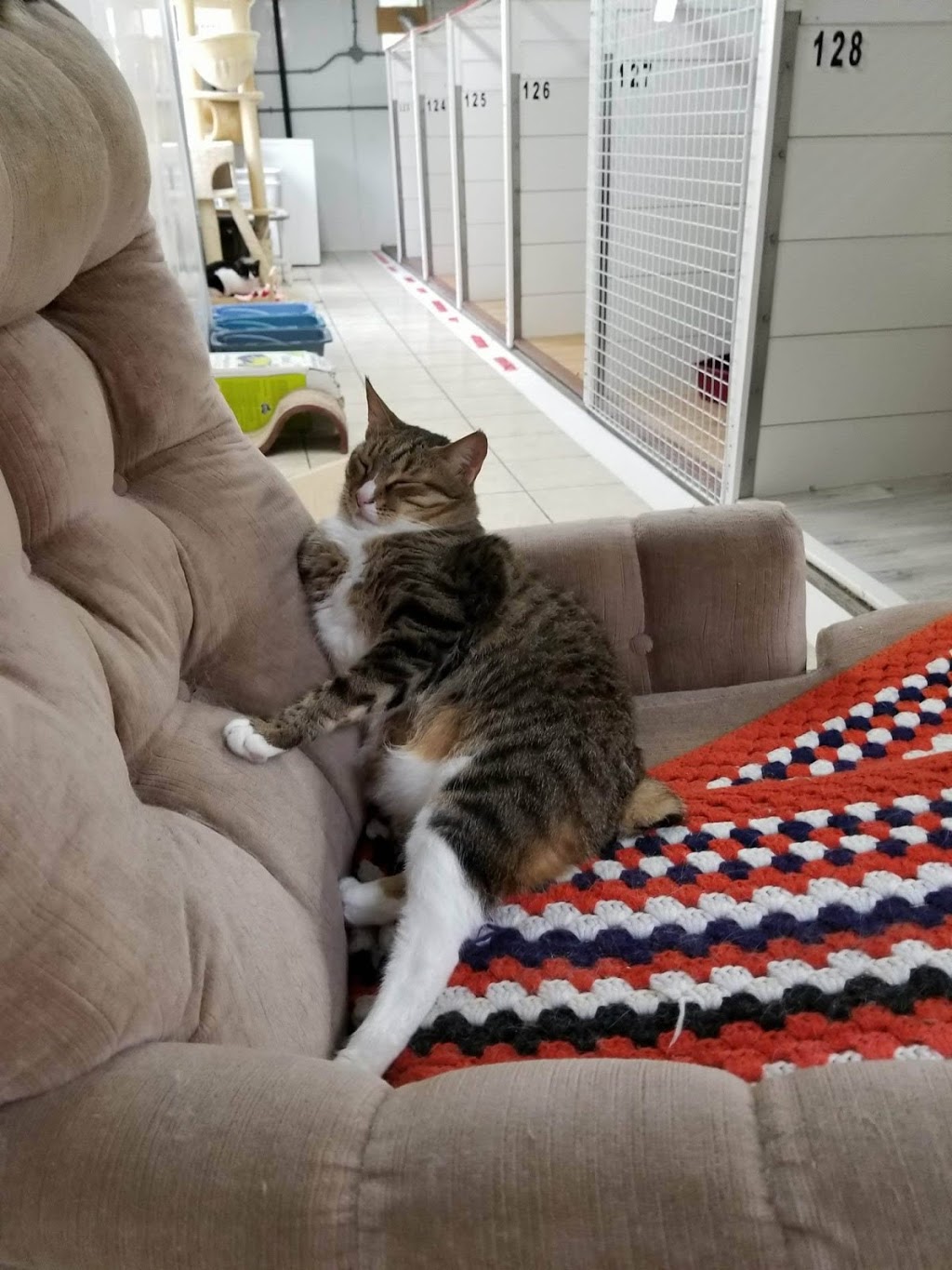 Cats Castle Cat Hotel | 1354 Bronte Rd, Oakville, ON L6M 4G4, Canada | Phone: (905) 847-7770