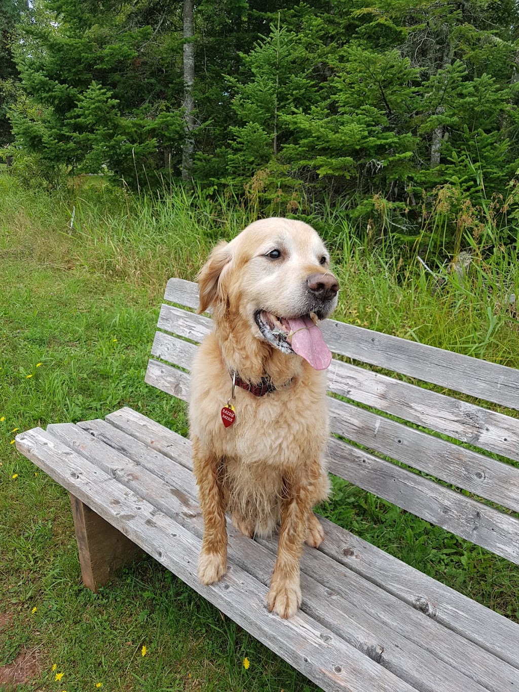 Bernfield Kennels | 4714 Nova Scotia Trunk 7, Porters Lake, NS B3E 1H7, Canada | Phone: (902) 827-3218