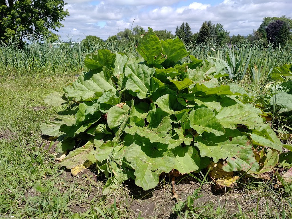 Spring View Farms | 11680 Durham Regional Rd 1, Uxbridge, ON L9P 1R2, Canada | Phone: (905) 852-2795