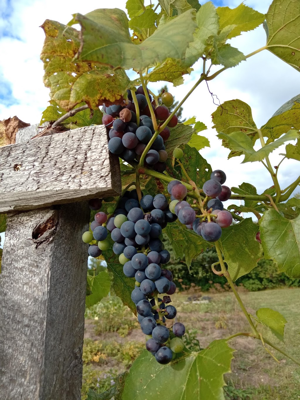 Robinson Family Farms | 59 Robinson Rd, Madoc, ON K0K, Canada | Phone: (613) 473-2678