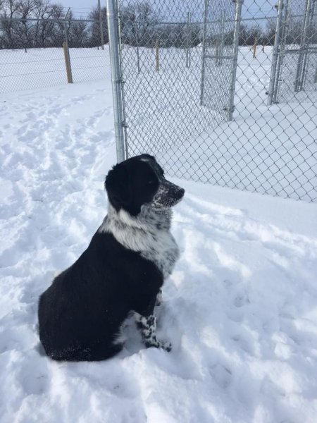 Irricana Kountry Kennel | Box 744, Irricana, AB T0M 1B0, Canada | Phone: (403) 970-4400