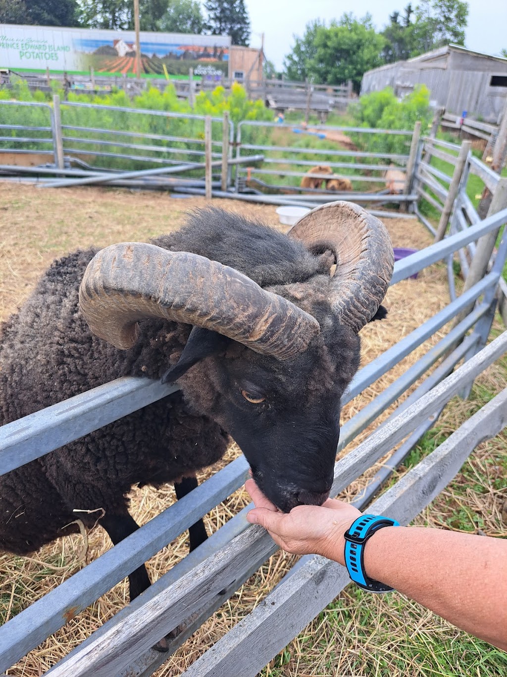 Brudenell Miniatures Barnyard Zoo | 74 Brudenell Point Rd, Montague, PE C0A 1R0, Canada | Phone: (902) 969-0011