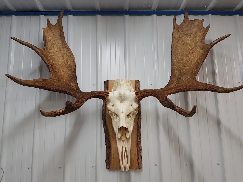Forest City Taxidermy | 245 Hamilton Crescent, Dorchester, ON N0L 1G4, Canada | Phone: (519) 520-3024