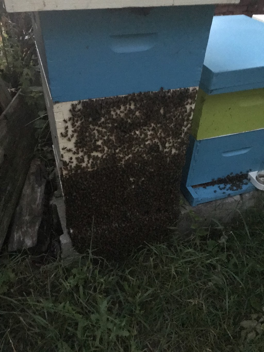 Innisfil Creek Honey Beekeeping Supplies | 6090 10 Sideroad, Cookstown, ON L0L 1L0, Canada | Phone: (705) 456-5093