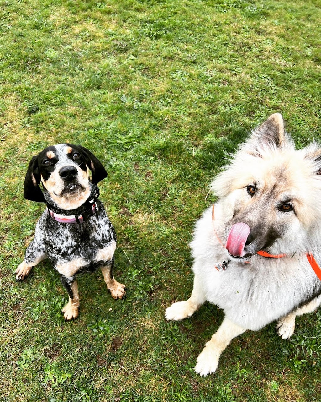Source K9 Dog Training and Rehabilitation | 4990 Wilson Rd, Duncan, BC V9L 6L5, Canada | Phone: (250) 216-1462