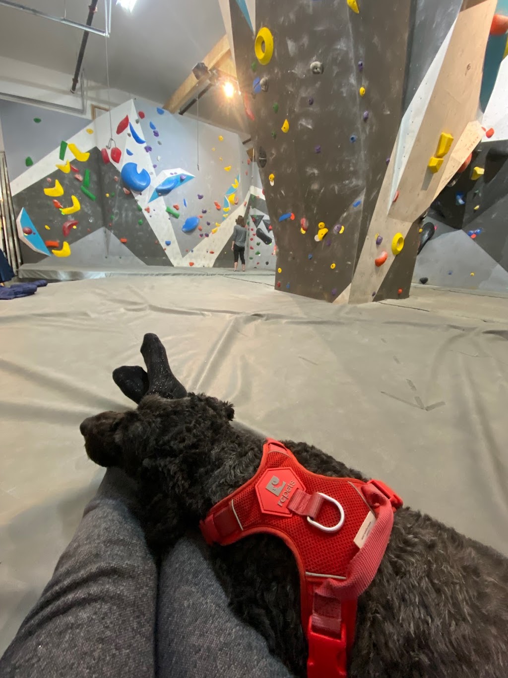 The Hangar Climbing Lounge | Bouldering Gym | 5824 Sechelt Inlet Rd, Sechelt, BC V0N 3A3, Canada | Phone: (604) 741-7221