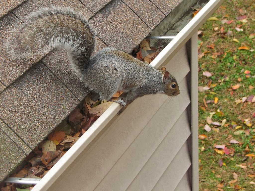 Emerald Pest Control | 86 Ferrie St E, Hamilton, ON L8L 3S9, Canada | Phone: (905) 577-6471