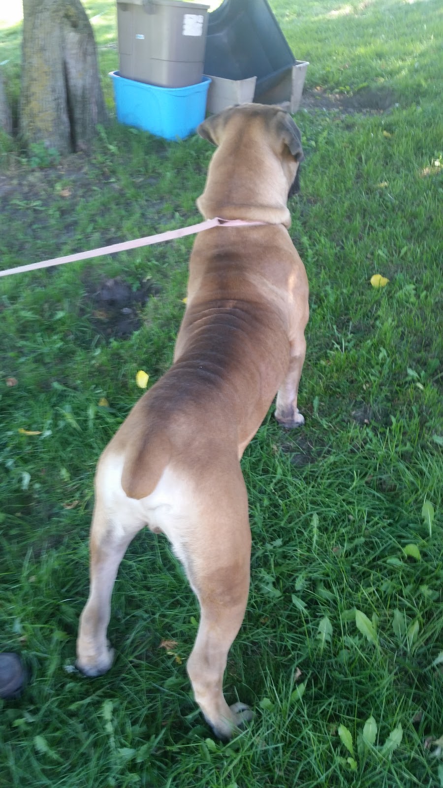 Marubi Kennels | 1706 Moore Dr, Cavan, ON L0A 1C0, Canada | Phone: (705) 868-2054