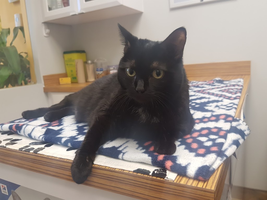 Humber Bay Veterinary Hospital | 2139 Lake Shore Blvd W, Toronto, ON M8V 0B3, Canada | Phone: (647) 479-7719