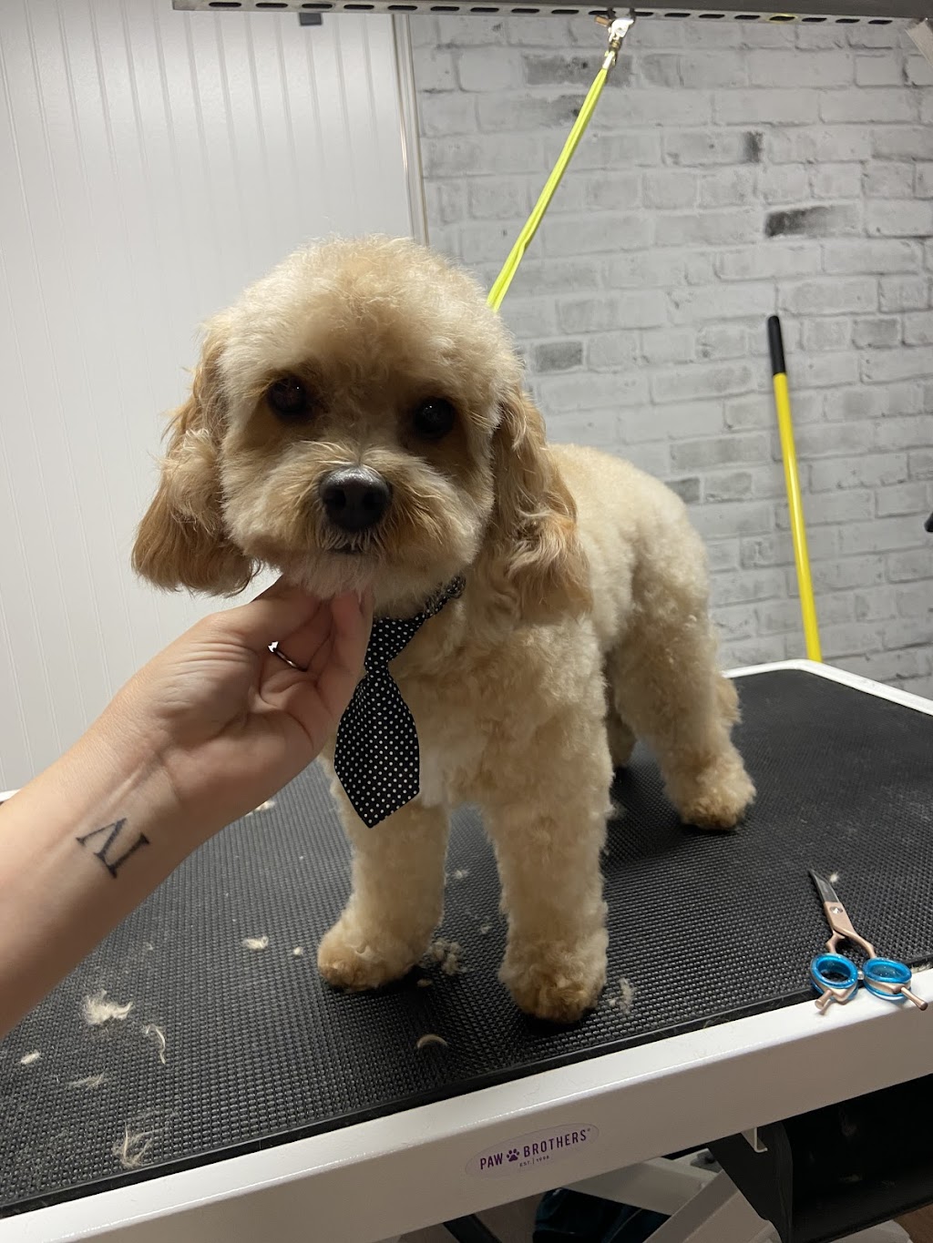 Dainty Dogs Spa Ltd. | 206 21252 Twp Rd 540, Ardrossan, AB T8G 2A1, Canada | Phone: (780) 243-7701
