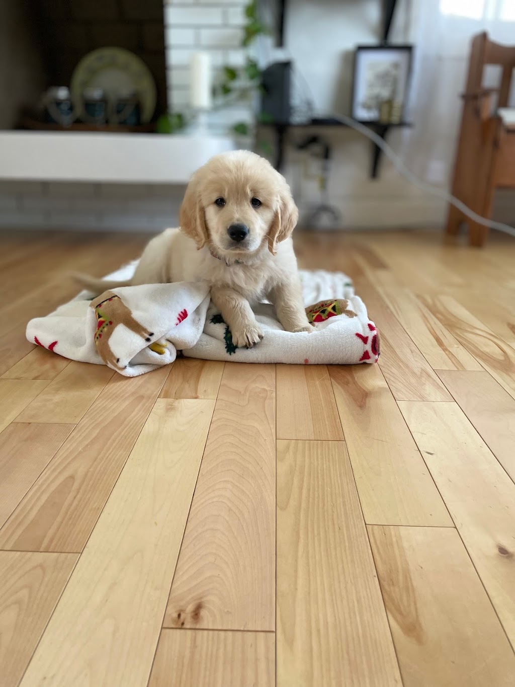 les compagnons de vie | 2261 Rte du Président-Kennedy, Saint-Isidore, QC G0S 2S0, Canada | Phone: (418) 952-5078
