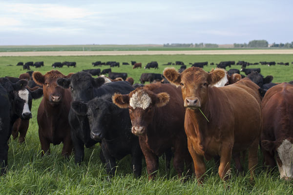 Beef Cattle Research Council | 6815 8 St NE #180, Calgary, AB T2E 7H7, Canada | Phone: (403) 275-8558