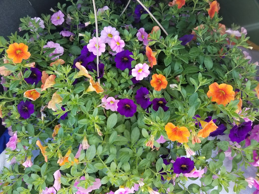 Devan Greenhouses | 28904 Fraser Hwy, Abbotsford, BC V4X 1G8, Canada | Phone: (604) 857-4944