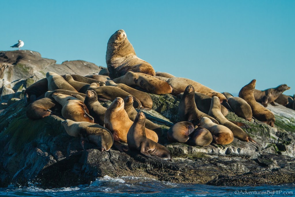 Adventures By HIP | 6971 W Coast Rd, Sooke, BC V9Z 0V1, Canada | Phone: (250) 818-1093